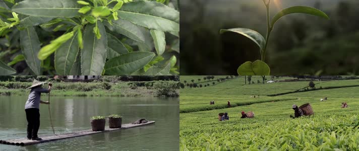 茶农采茶 茶叶种植