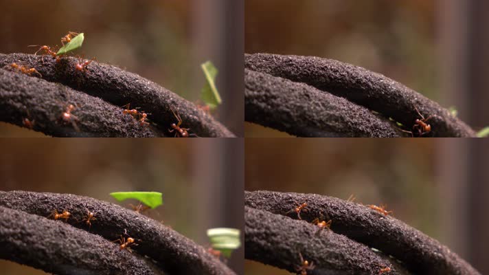 蚂蚁 雄兵 成群 蚂蚁搬树叶 