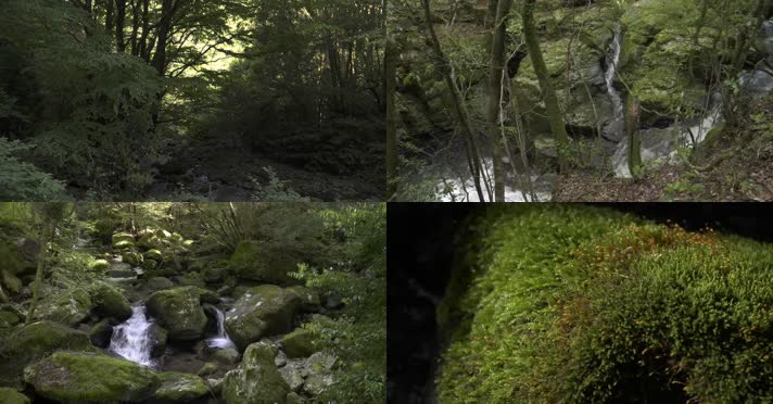 春季自然绿色森林瀑布溪流