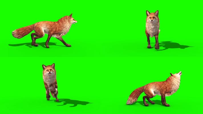 绿屏狐狸各种动作抠像素材