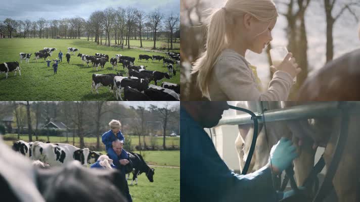 草原牧场奶牛牛奶广告视频
