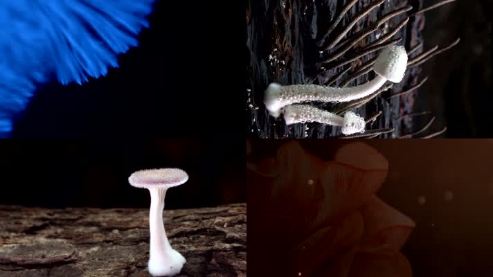 真核生物真菌生长微观延时拍摄