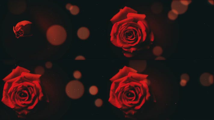 玫瑰花开唯美浪漫背景视频 