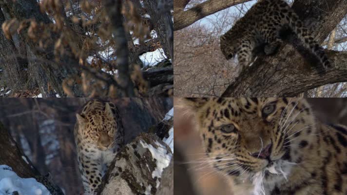 野生保护动物金钱豹捕猎进食