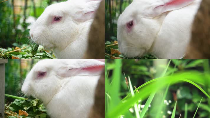 大白兔吃草