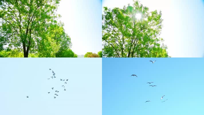 春天大树绿叶阳光光线燕子