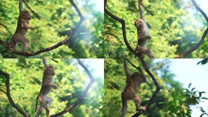 猕猴 猴子 猴子爬树 可爱猴子  