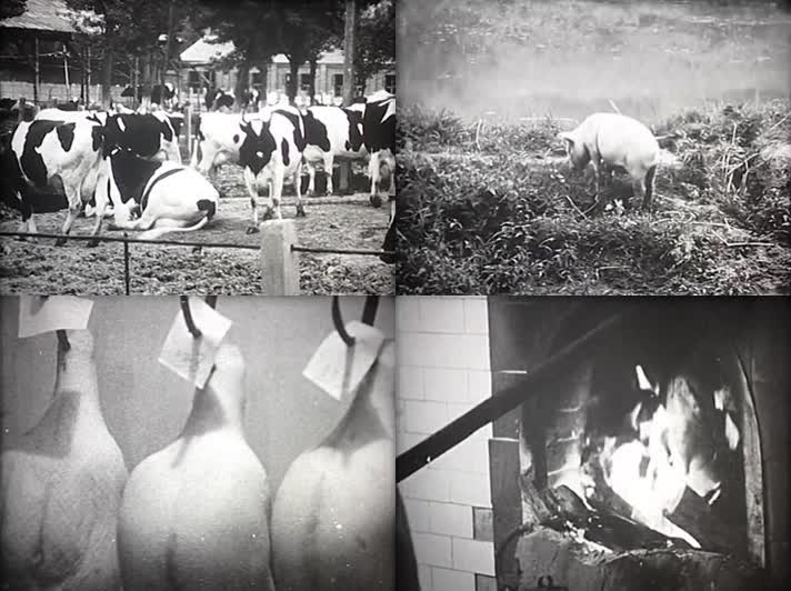 60年代的养牛场养猪场养鸭场烤鸭