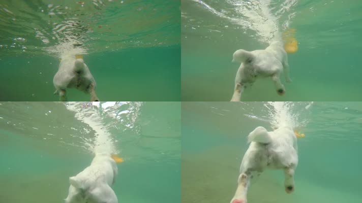 狗水里游泳