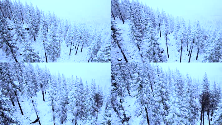 【高清】冬季白雪覆盖森林雾凇
