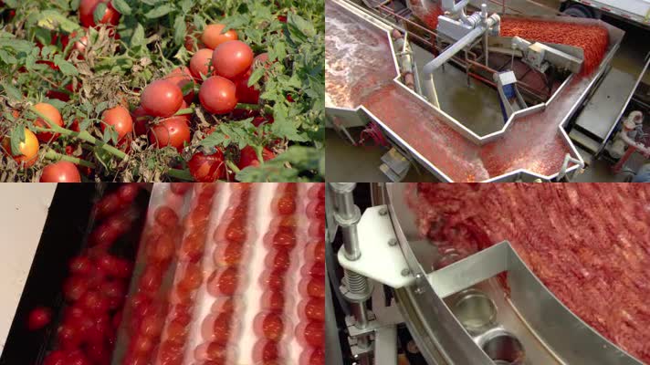 西红柿收割-制作罐头