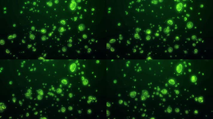 水母医学细胞微生物