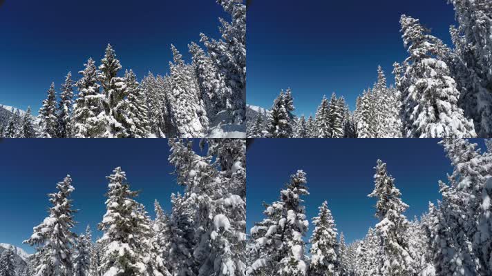 航拍雪林 冬季 雪原 树挂雪  