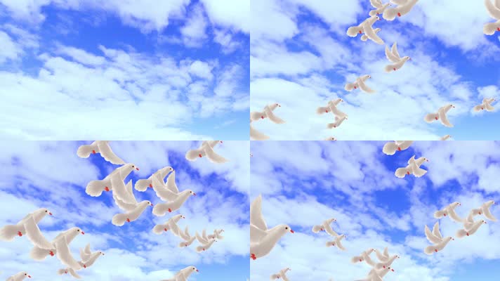 白鸽飞舞蓝天