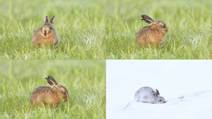 野兔动物兔子吃草