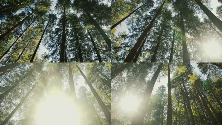 夏日森林 逆光森林 树林  