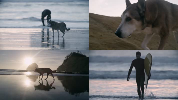 人和狗海边沙滩玩