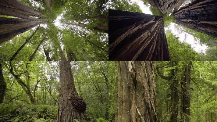 4k原始森林穿梭森林阳光大树生态森林