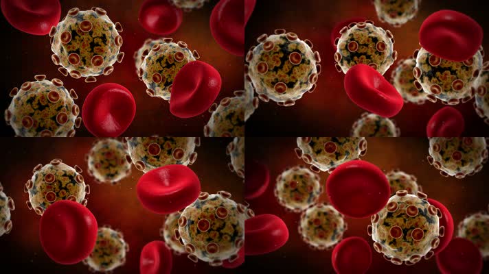 红细胞显微镜观察寨卡病毒