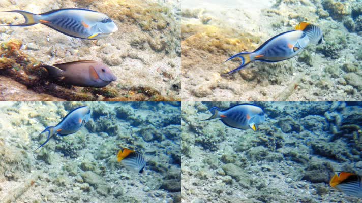 海底世界 海洋生物 梦幻鱼群  