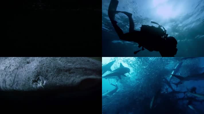 科研人员海底考察鲨鱼海洋生物