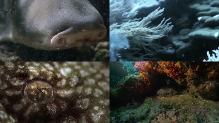 海底世界鲸鱼捕食海洋生物珊瑚视频