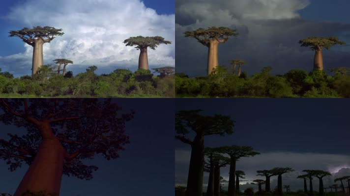 非洲森林