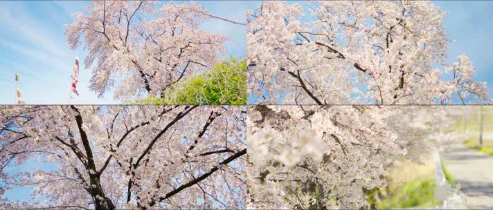 实拍日本樱花