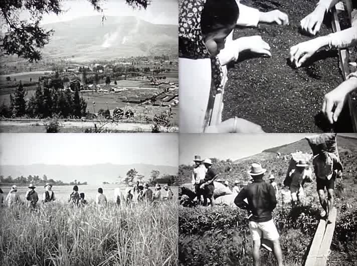50年代南方少数民族黄茶场采茶-收水稻
