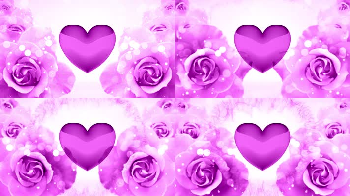 紫色玫瑰花爱心跳动