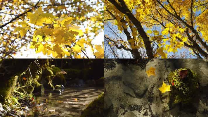 秋意阳光透过枫叶落叶水流森林-长