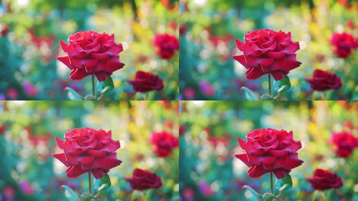 唯美花朵 玫瑰 童话世界  