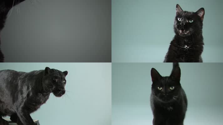 黑豹猫科动物升格拍摄