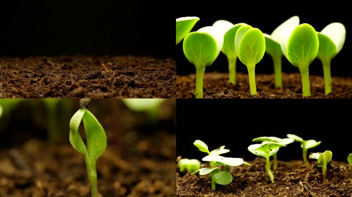 种子发芽生长植物生长绿色生命诞生视频素材