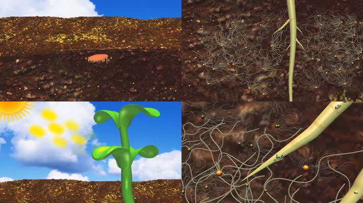 种子生根发芽光合作用植物生长农业科技3D