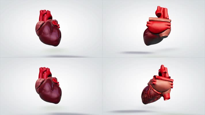 高清可循环医学人体器官心脏跳动旋转视频