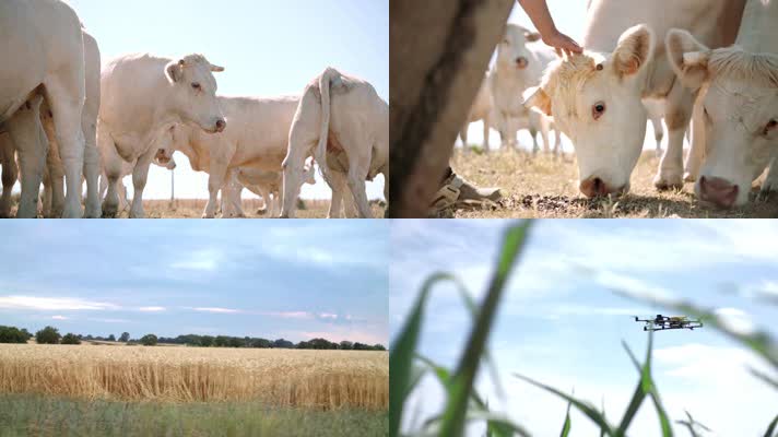 畜牧业养牛场养殖场小麦农田收获