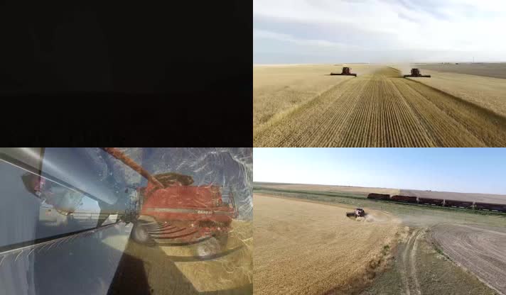 2K小麦丰收粮食丰收麦田农业科技