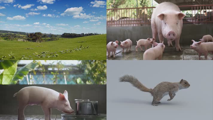 畜牧养殖奶牛猪动物3D动画