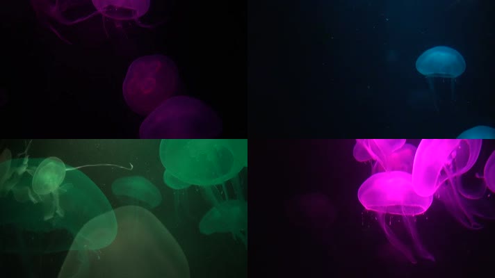 海底水母游动视频各种颜色漂亮水母
