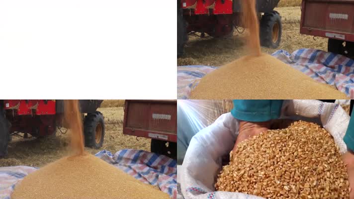 夏粮收获小麦丰收农业科技素材