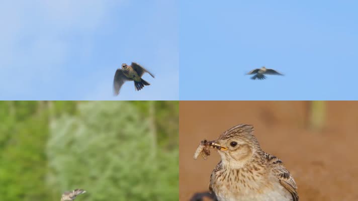 雲雀百靈鳥鳥鳴叫鳥飛