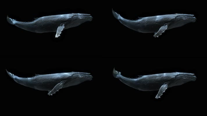 【HD】鲸鱼侧面（带透明通道）