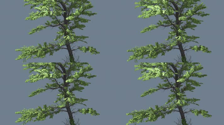 【4K】枫树（带透明通道）