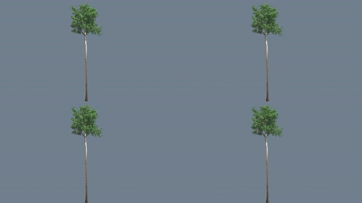 【4K】桉树（带透明通道）