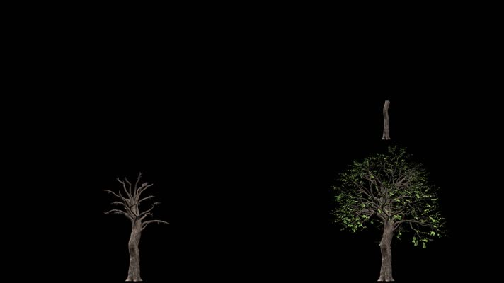 【2K】树木生长动画03（带透明通道）
