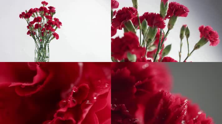 4K母亲节红色康乃馨花卉摄影特写镜头