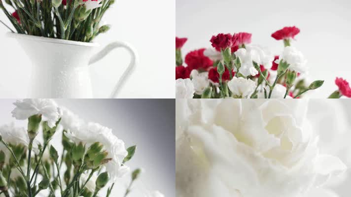 4K母亲节白色康乃馨花卉摄影特写镜头