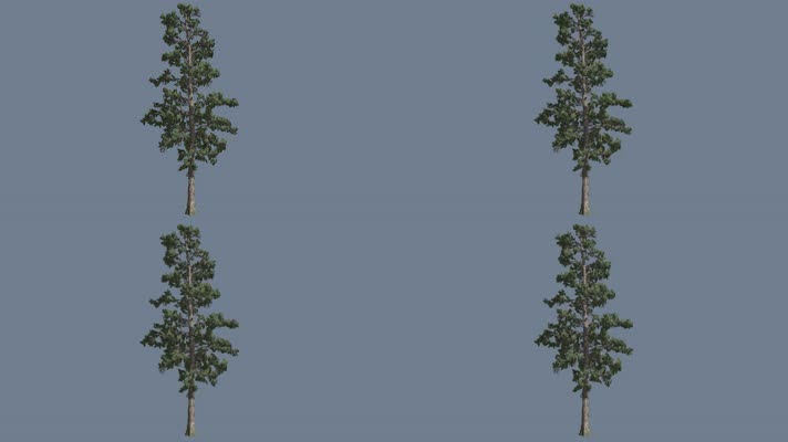 【4K】松树（带透明通道）