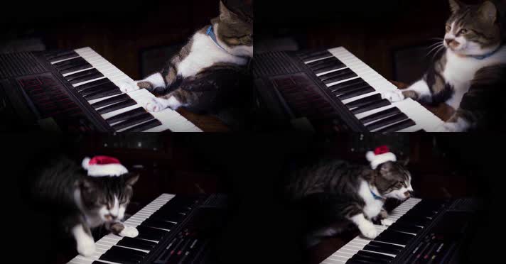4K搞笑猫咪戴圣诞帽激情跳跃弹钢琴